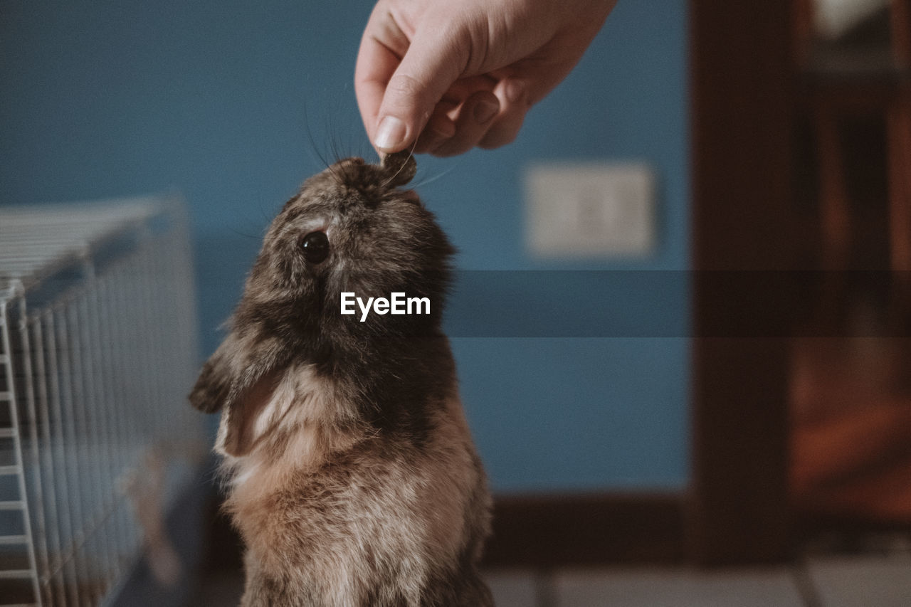 Close-up of hand holding food for a rabbit