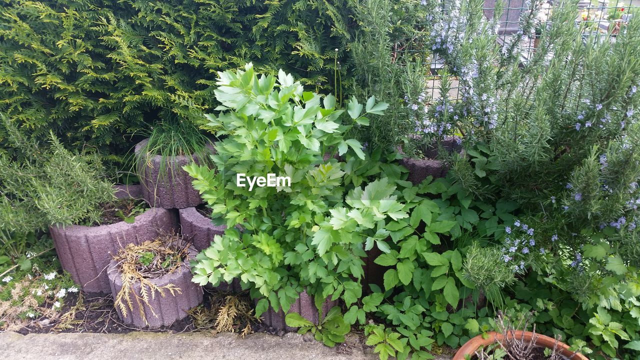 CLOSE-UP OF HANDS ON PLANTS