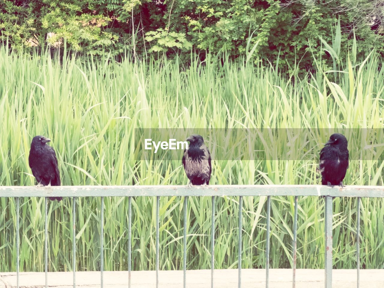 CLOSE-UP OF BIRD PERCHING ON GRASS