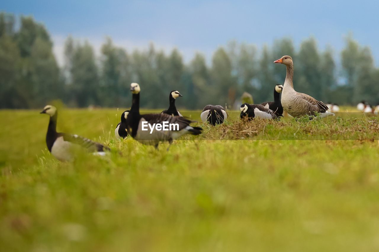 Flock of birds on grass