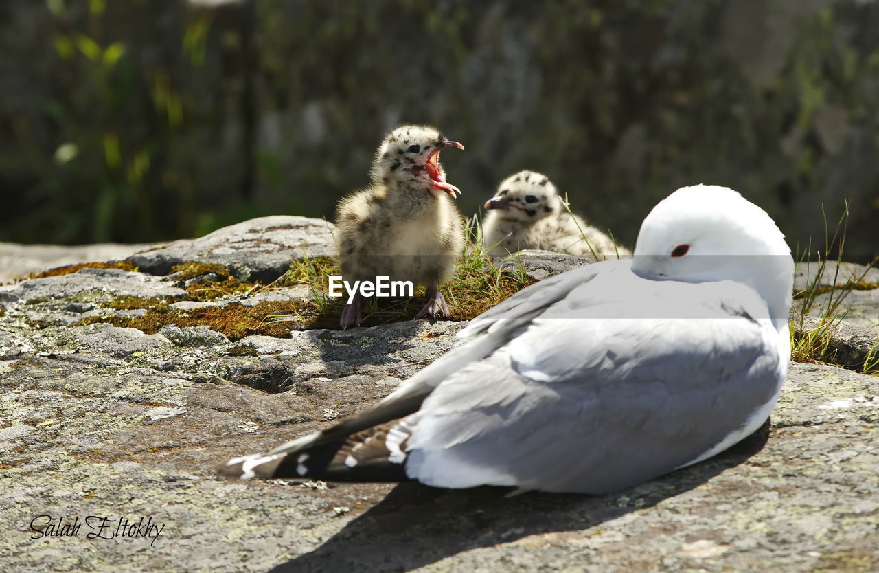 Close-up of seagull family