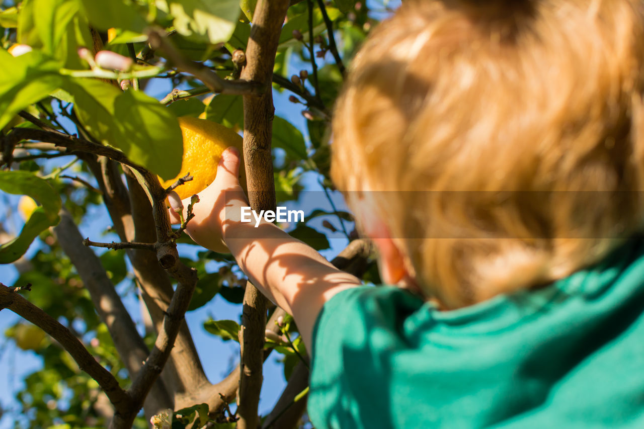 Read close up view of blond toddler reaching up for a lemon