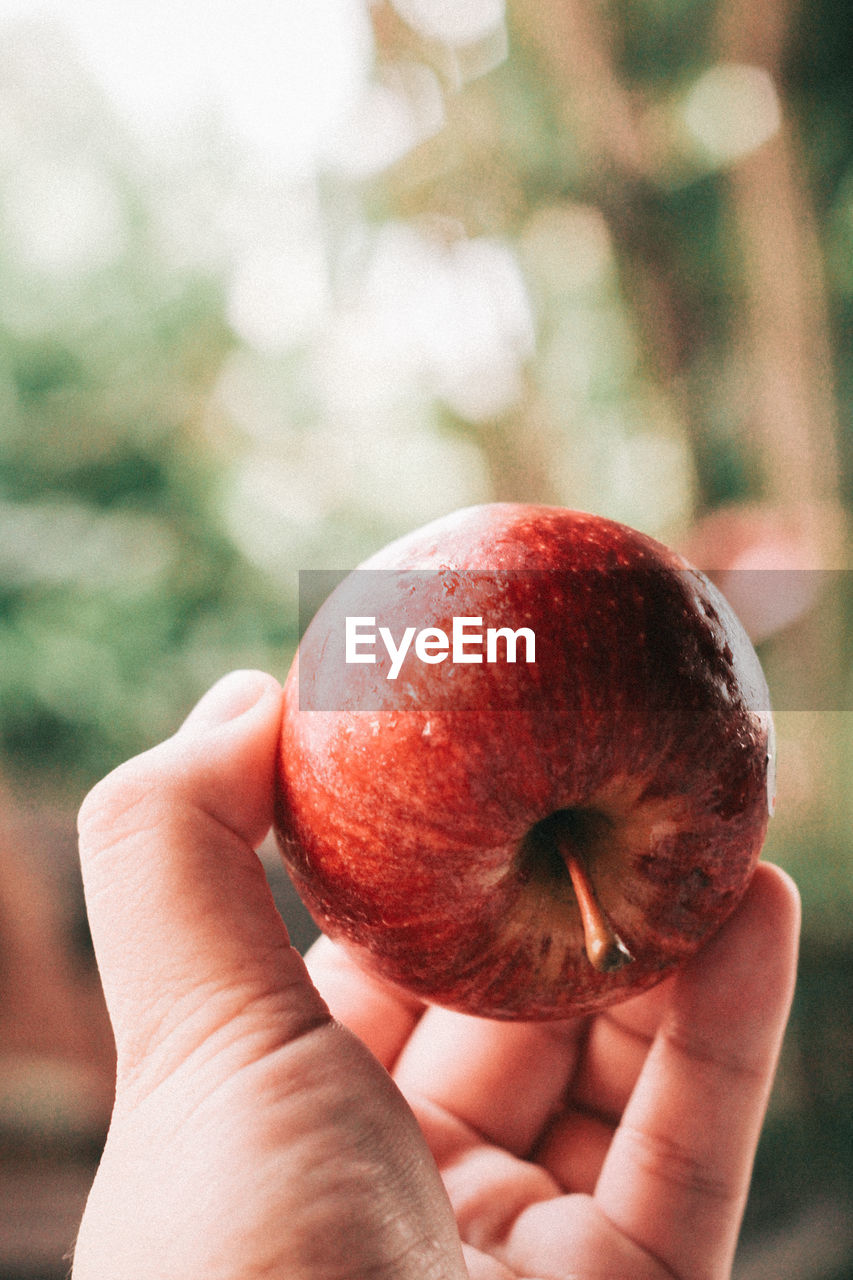 CLOSE-UP OF A HAND HOLDING APPLE