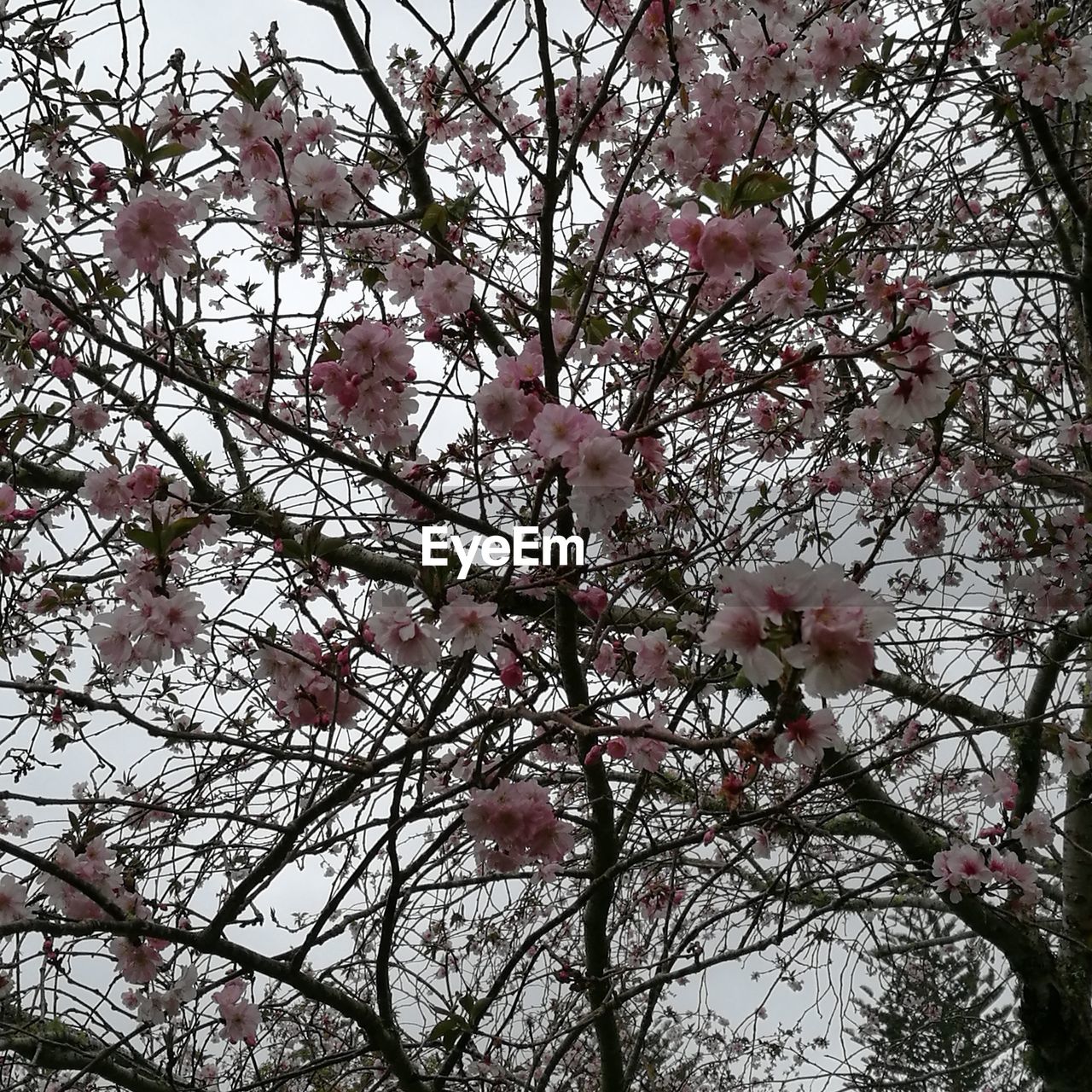 LOW ANGLE VIEW OF FLOWER TREE