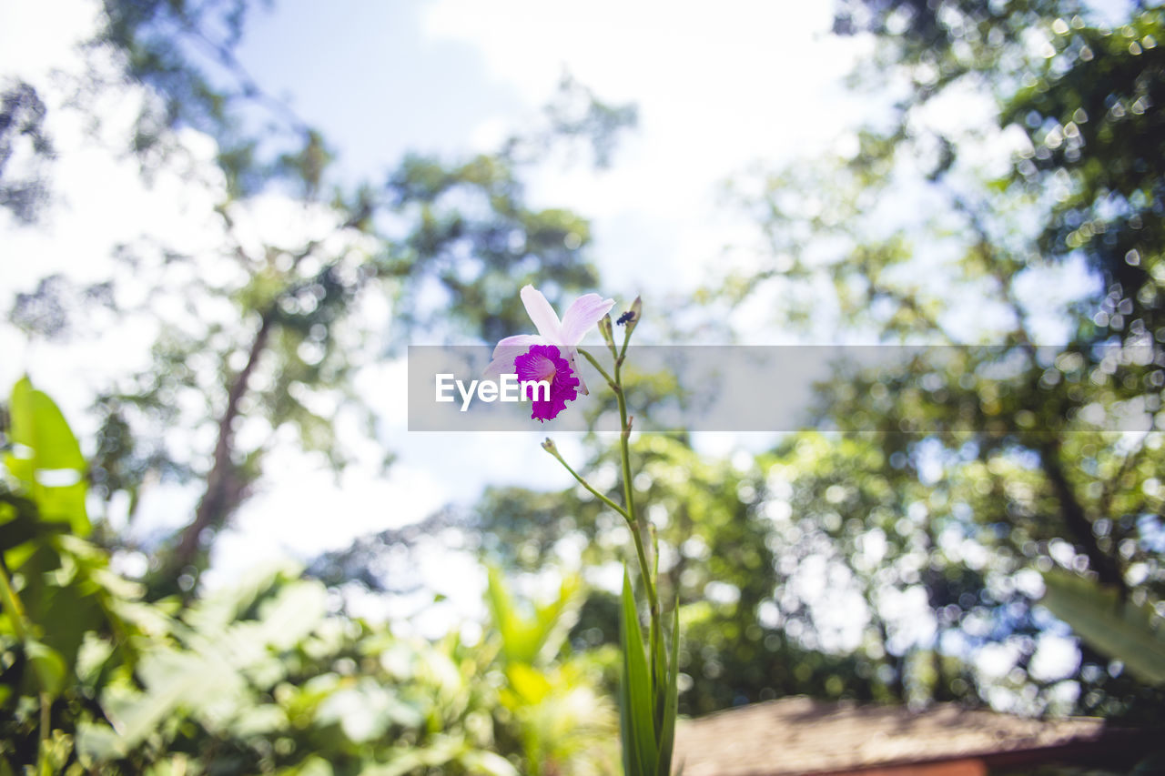 White and purple orchid flower