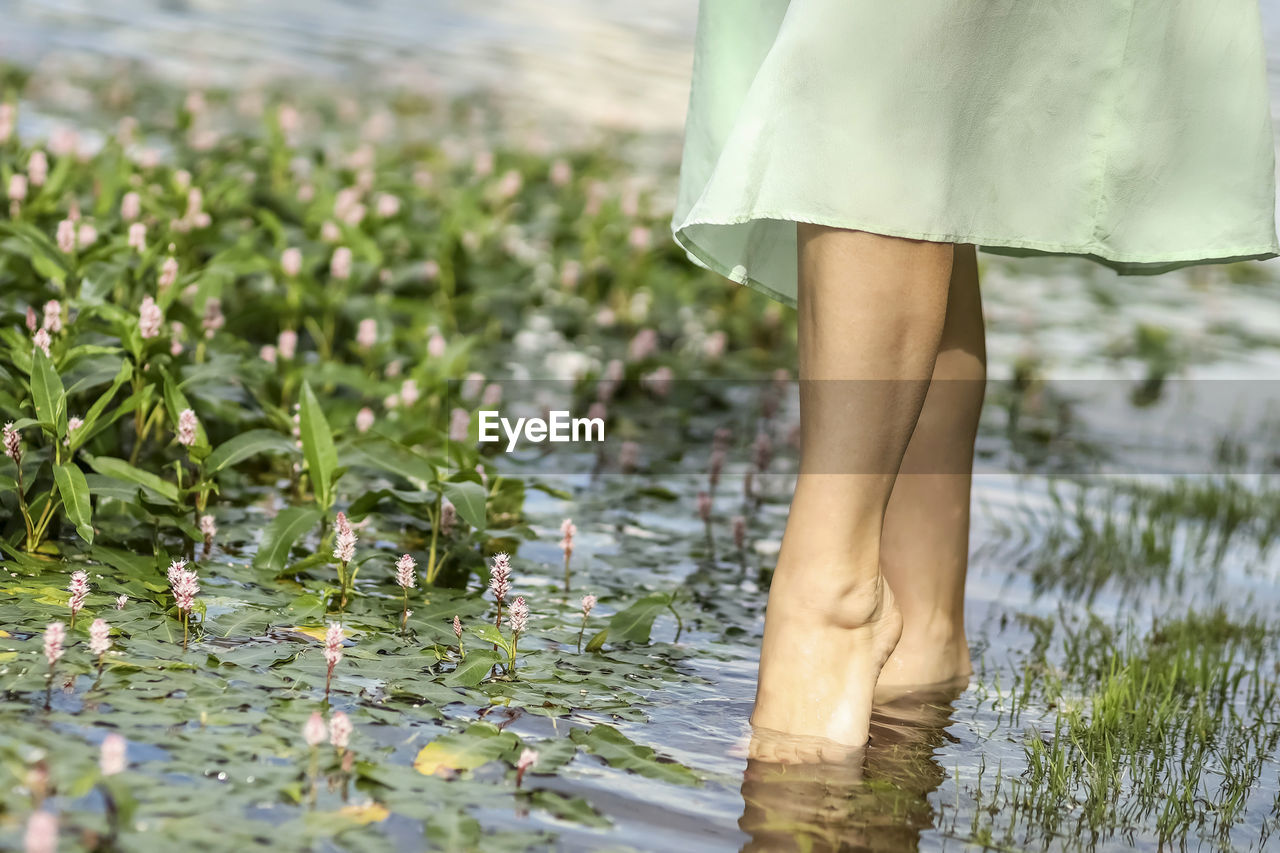 Woman's foot touches the water surface of a lake with blooming algae.