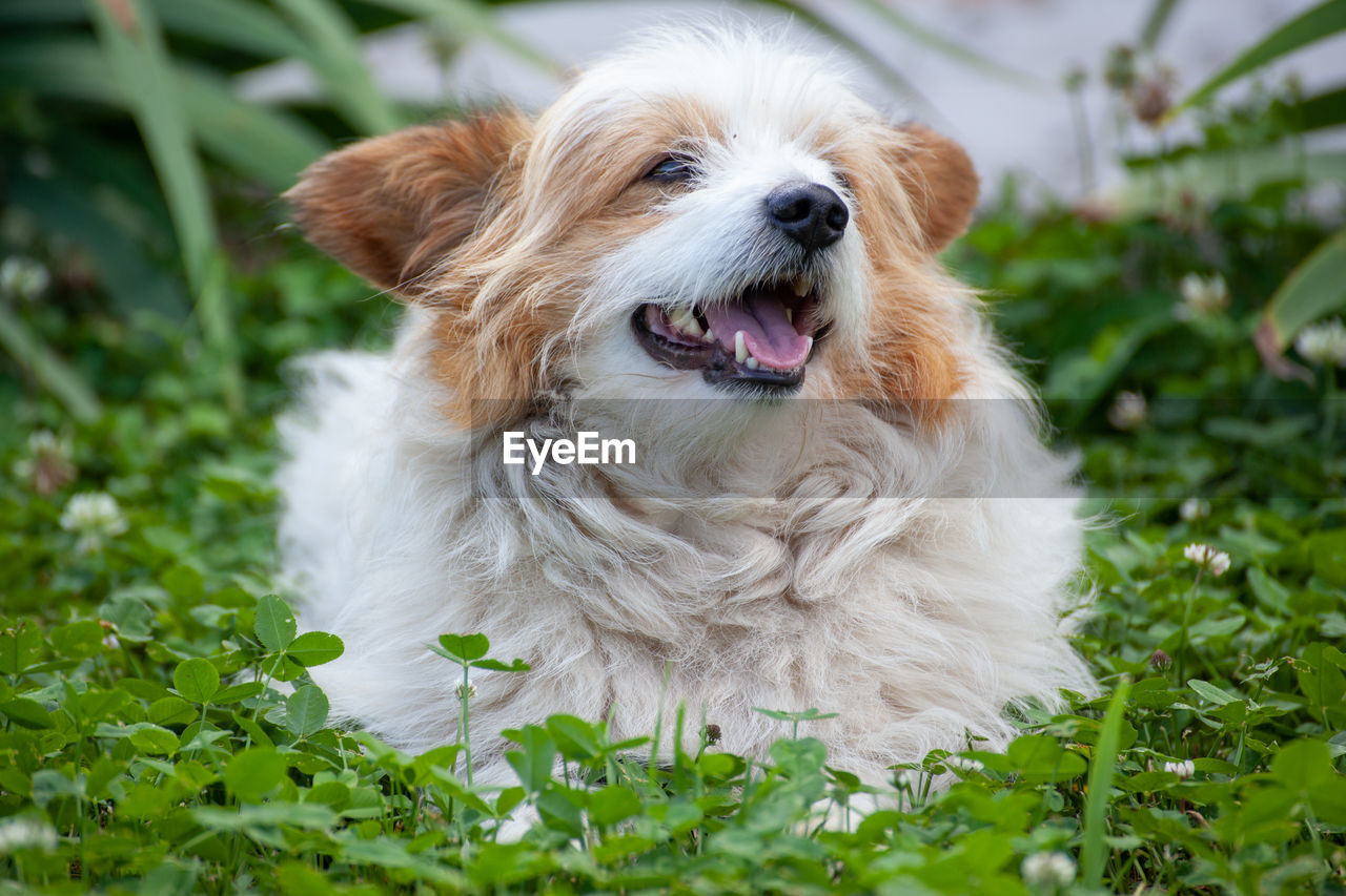 DOG LOOKING AWAY IN FIELD