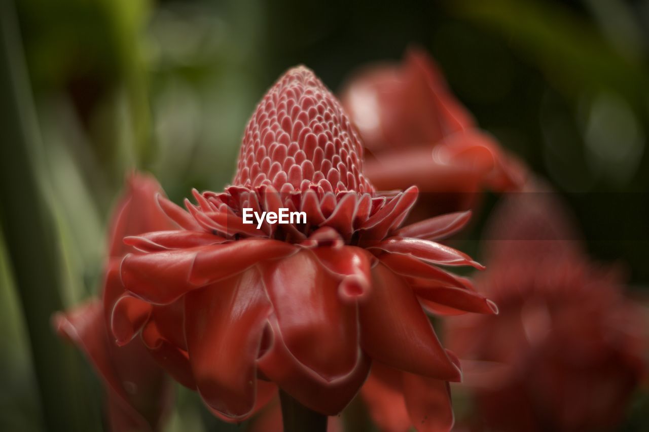 Close-up of red rose flower in park