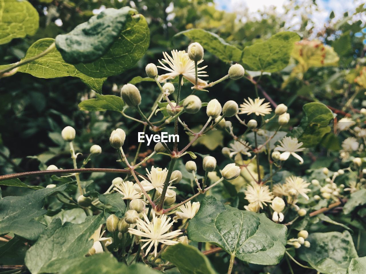 Close-up of flowering plant