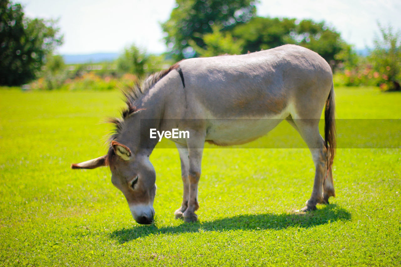 HORSE GRAZING