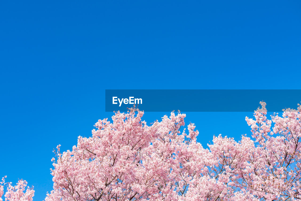 LOW ANGLE VIEW OF CHERRY BLOSSOM AGAINST BLUE SKY