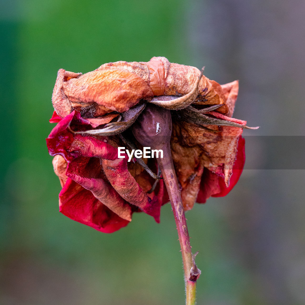 Close-up of wilted rose