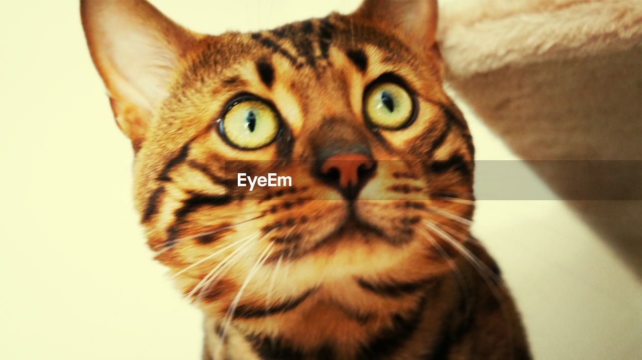 Close-up of cat looking up against wall