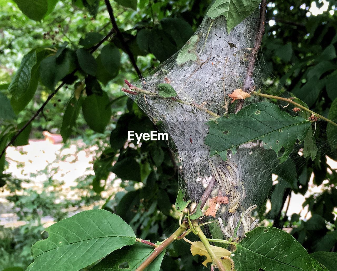 CLOSE-UP OF LIZARD ON TREE