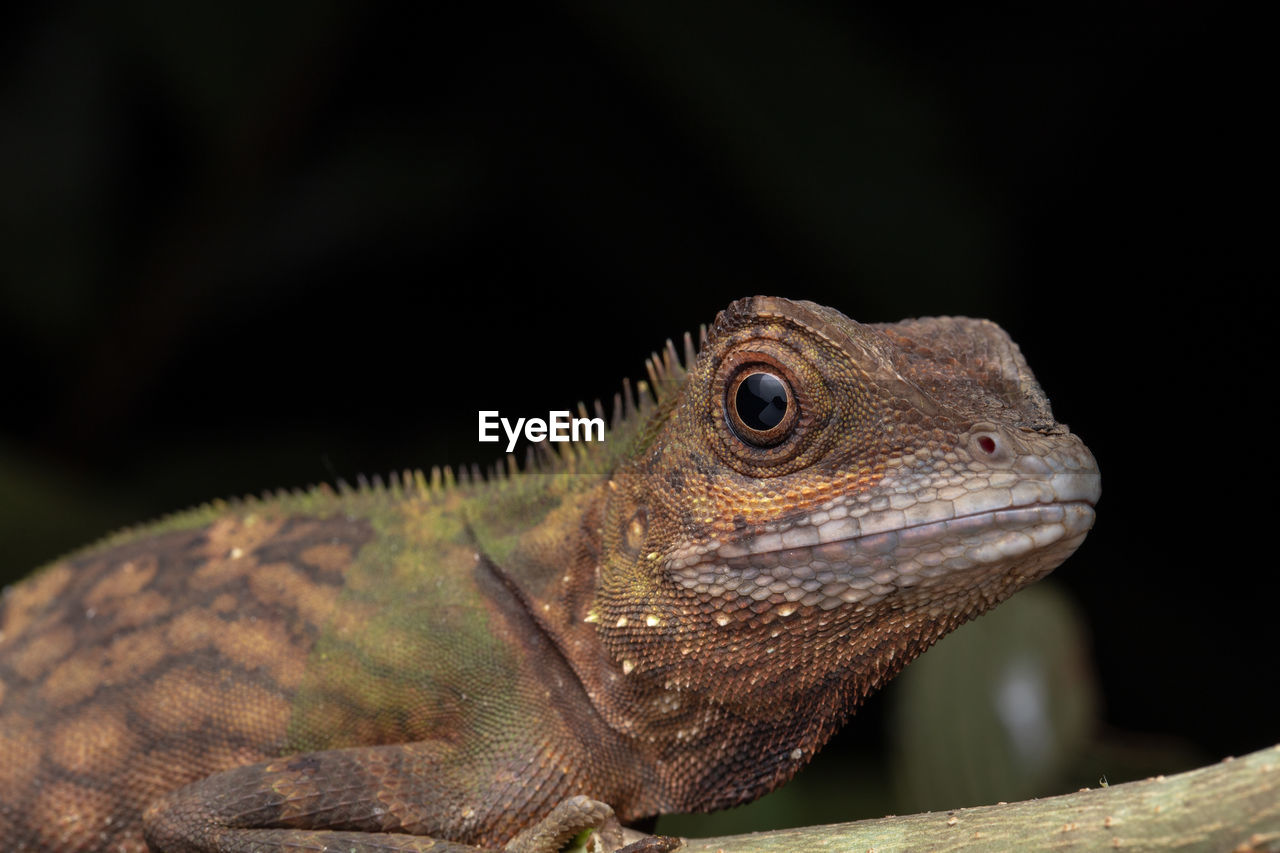 CLOSE-UP OF A LIZARD ON ROCK