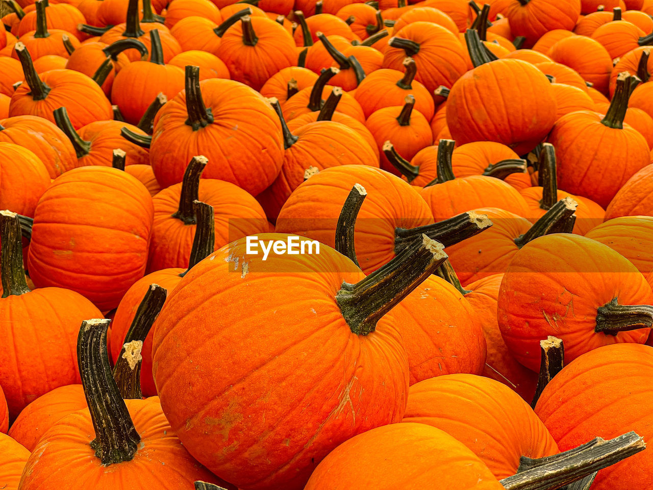 Close-up of pumpkins on field