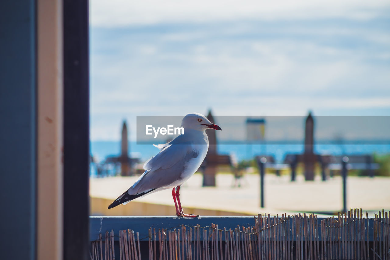 Close-up of seagull perching on wooden post