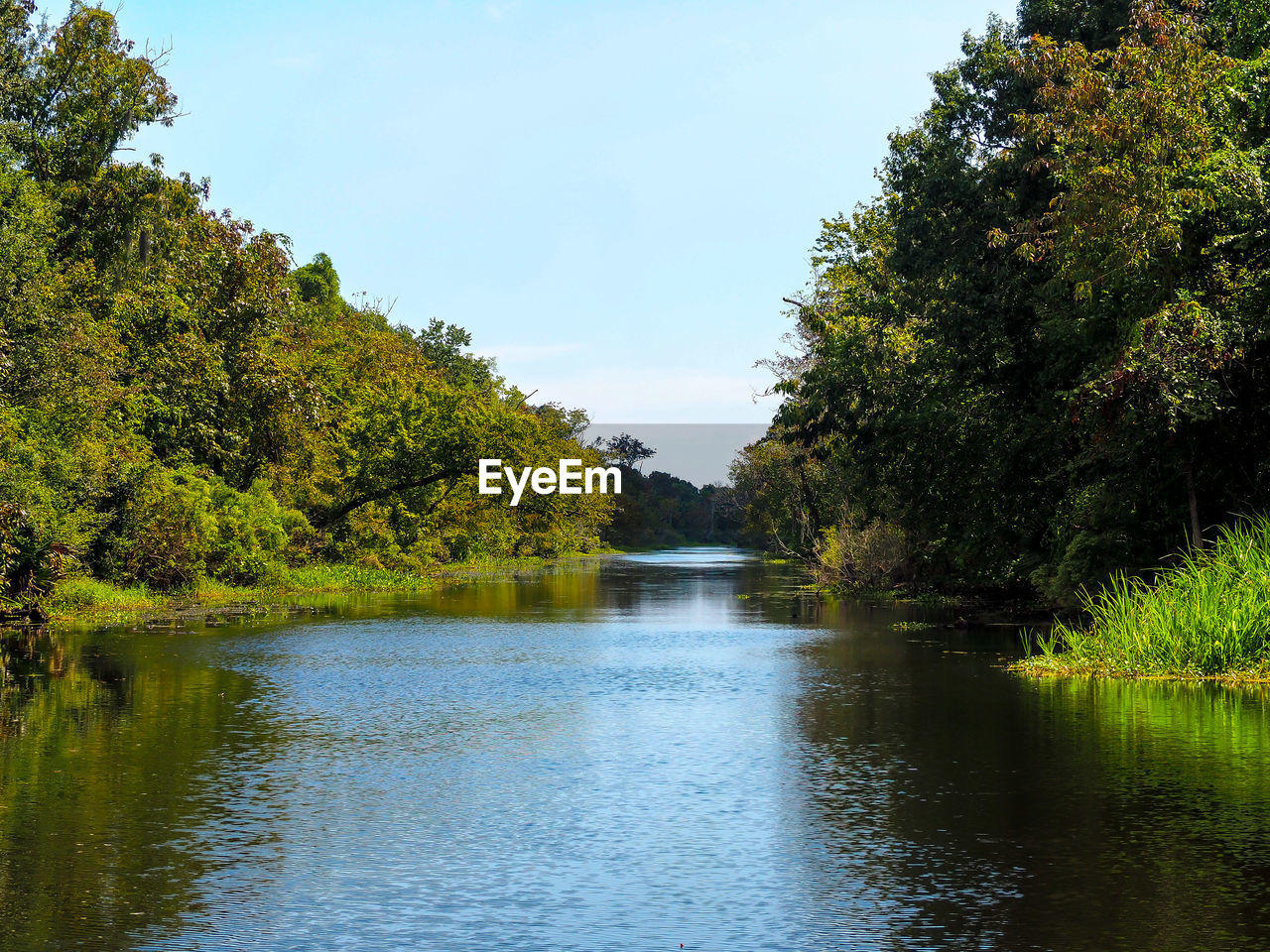 SCENIC VIEW OF RIVER AMIDST TREES IN FOREST