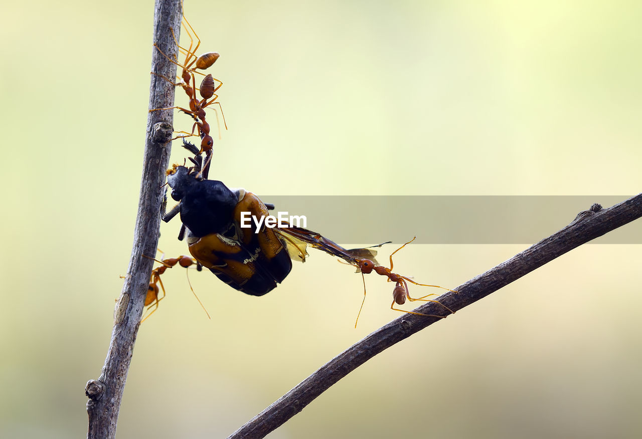 Red ant on branch