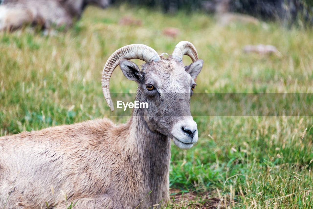 Portrait of bighorn sheep on field