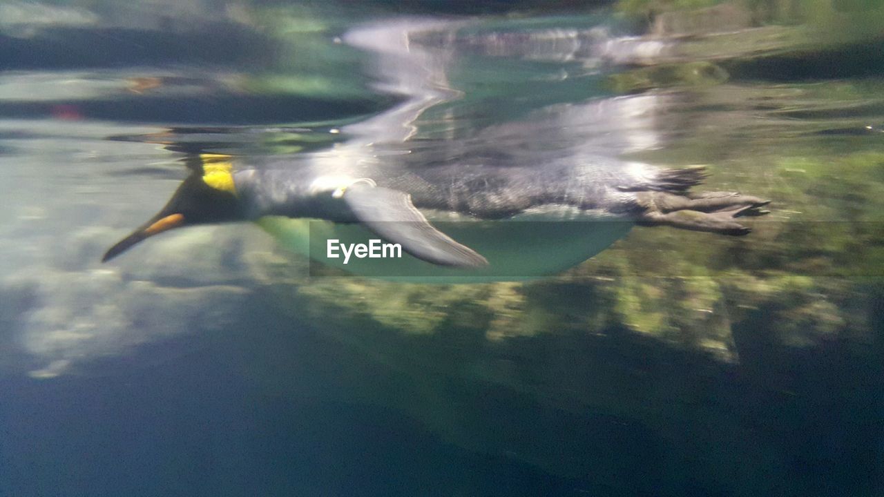 Penguin swimming underwater at central park zoo