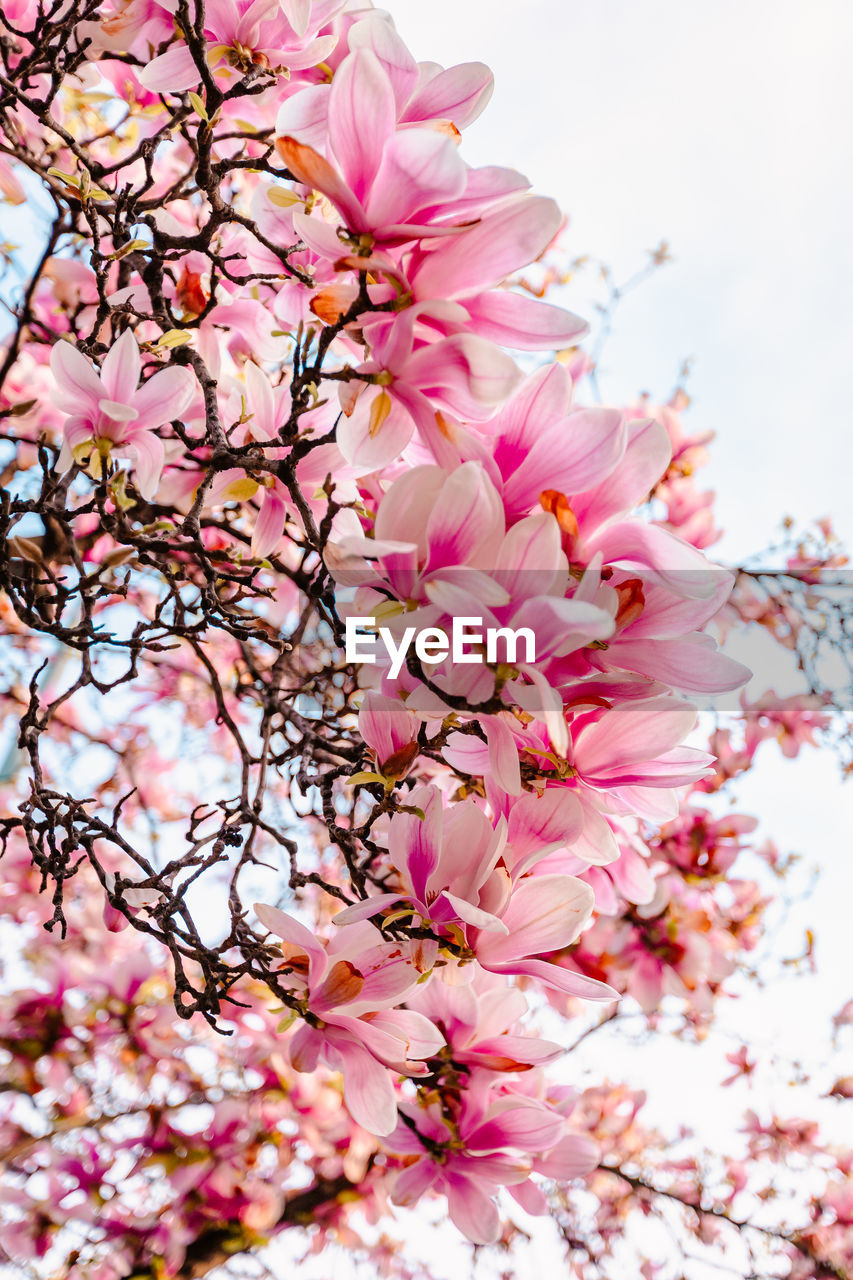 Close-up of pink magnolia flowers