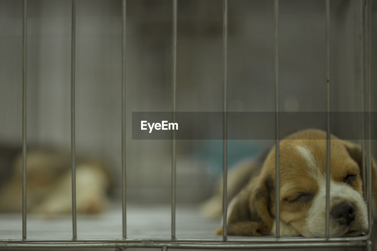 Close-up of a dog sleeping