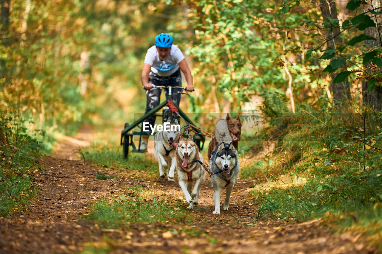 VIEW OF MAN RIDING DOG ON FOREST