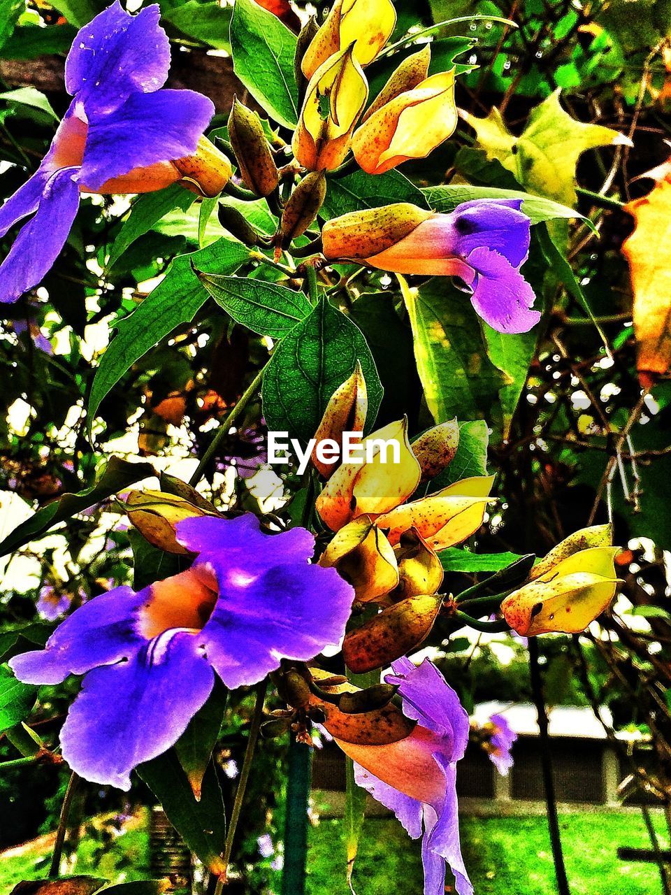 CLOSE-UP OF PURPLE FLOWERS BLOOMING