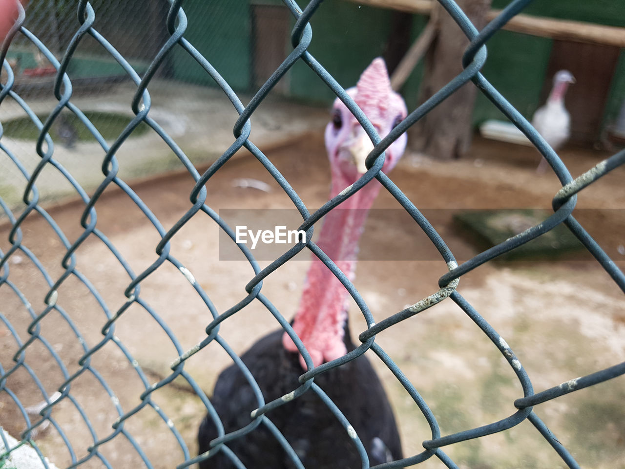 Bird seen through chainlink fence
