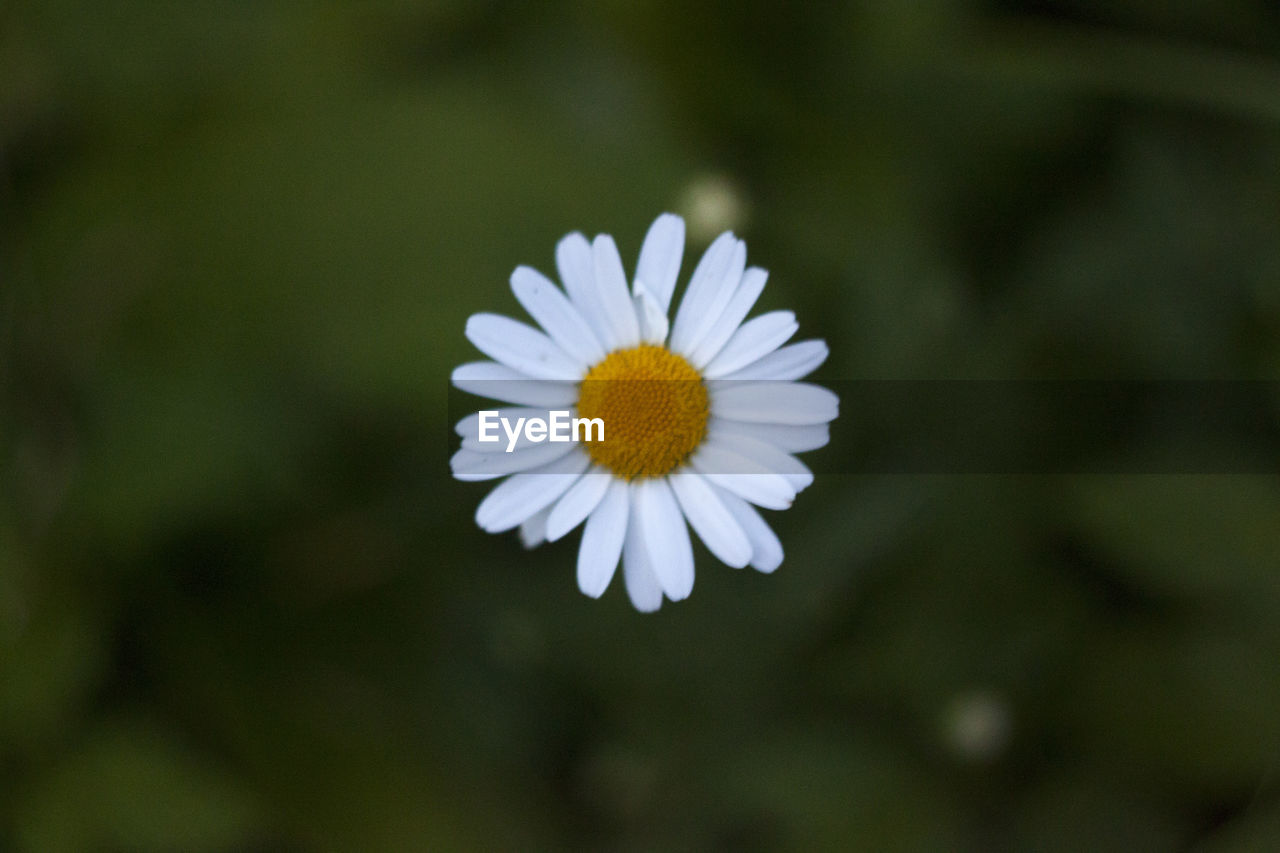 CLOSE-UP OF FLOWER