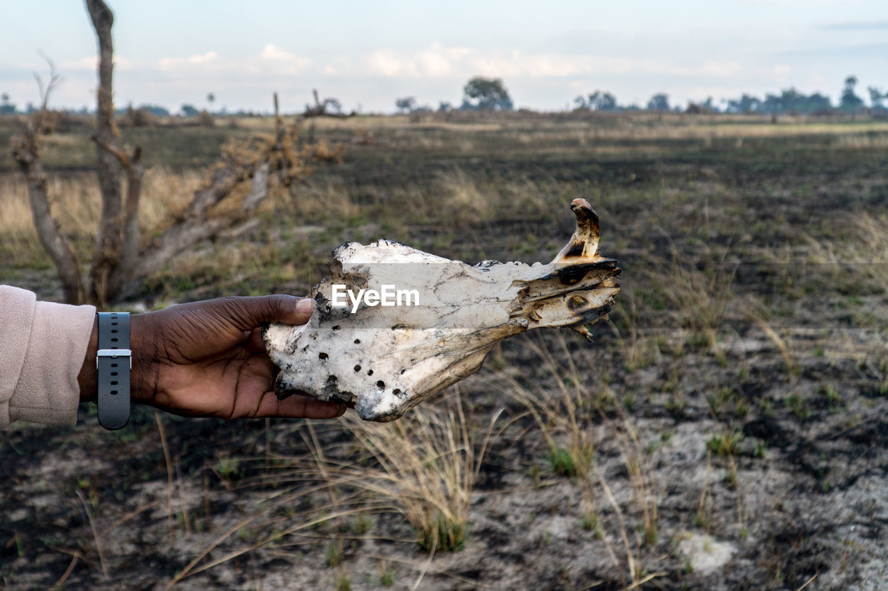 Cropped hand holding animal bone