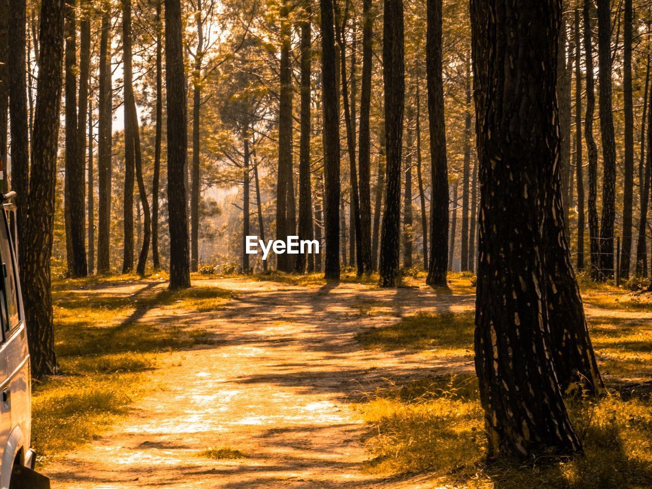 Pine trees in forest