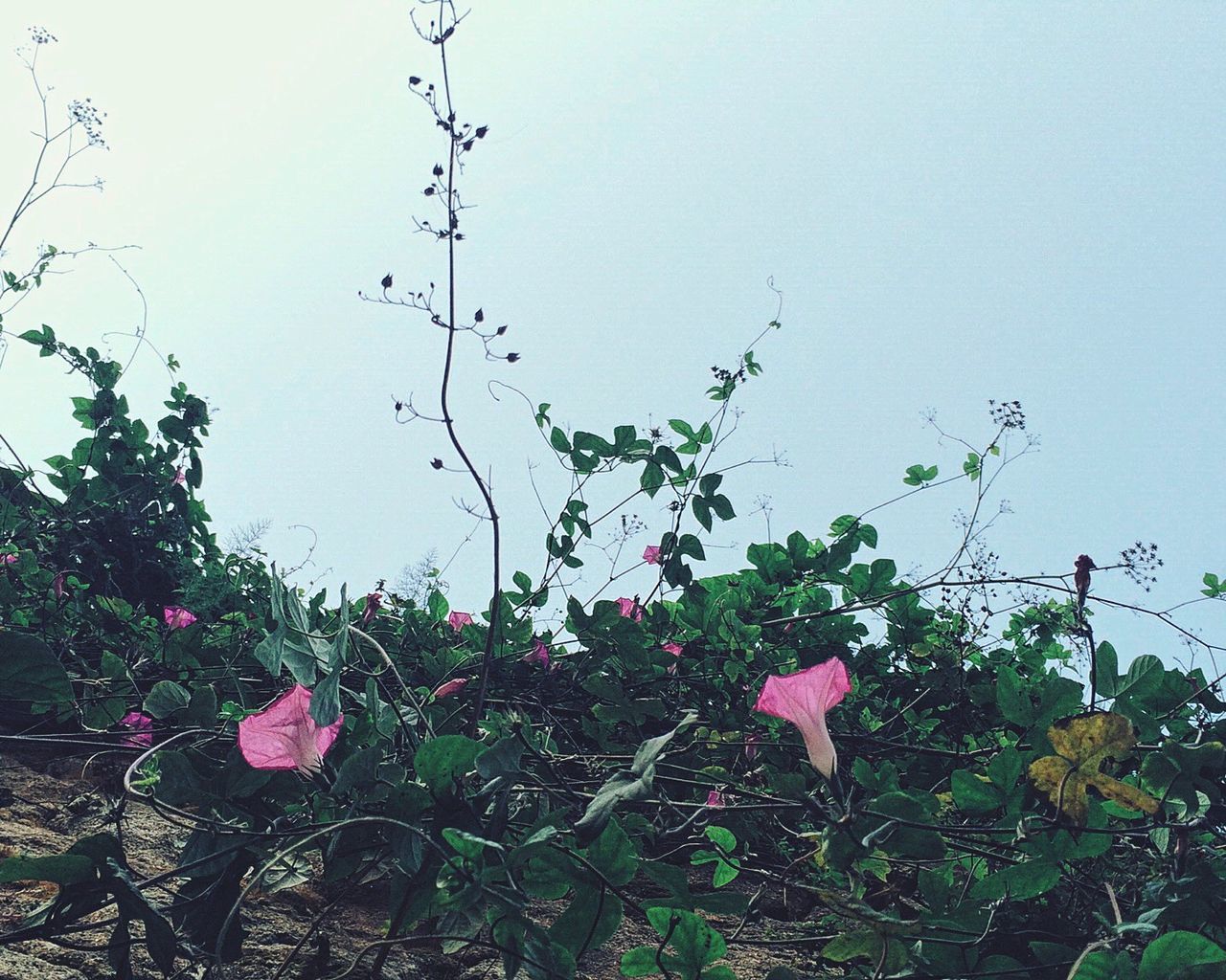 Low angle view of flowers against clear sky