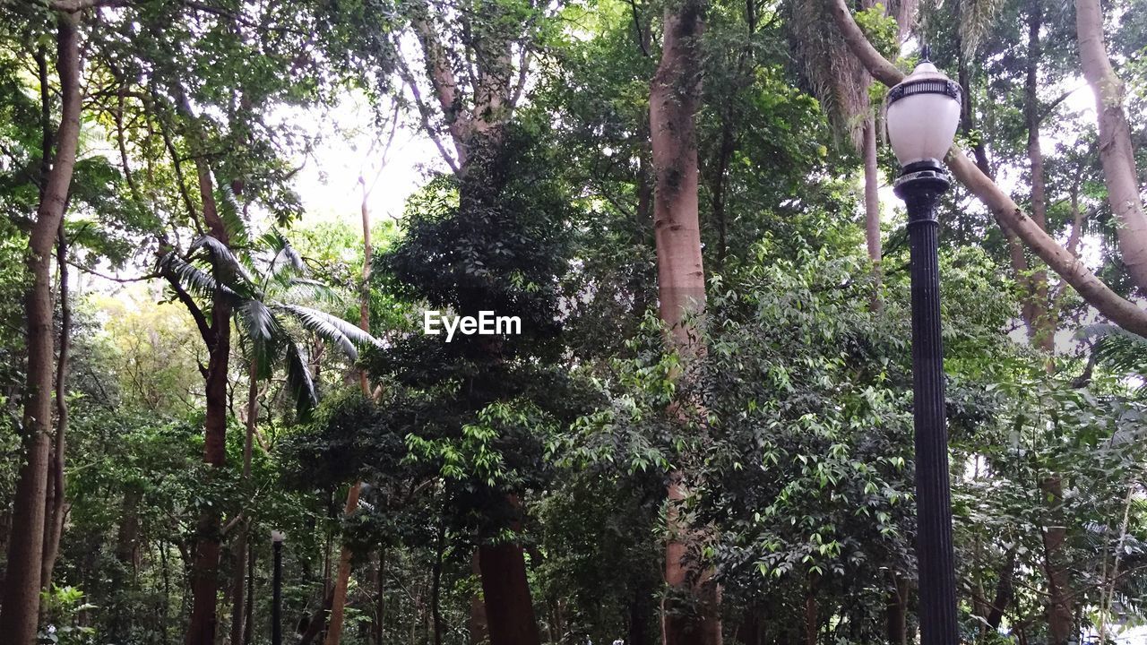 LOW ANGLE VIEW OF TREES IN FOREST