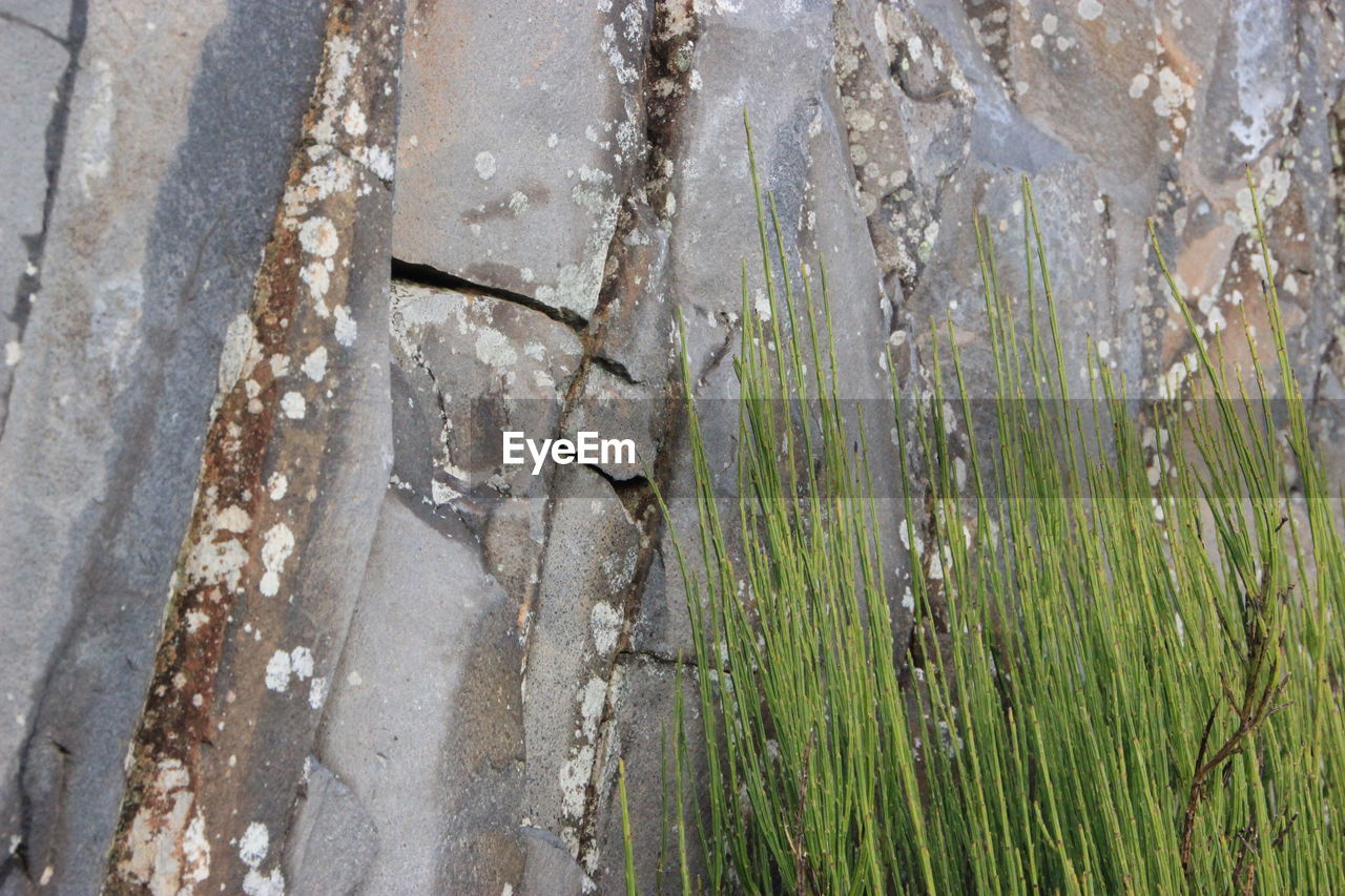 HIGH ANGLE VIEW OF FROZEN PLANTS BY TREES