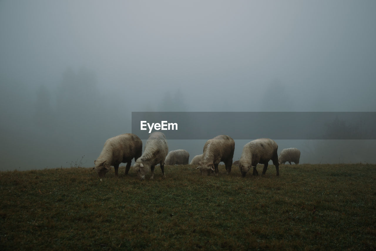 Sheeps grazing in a foggy field. moody look. 