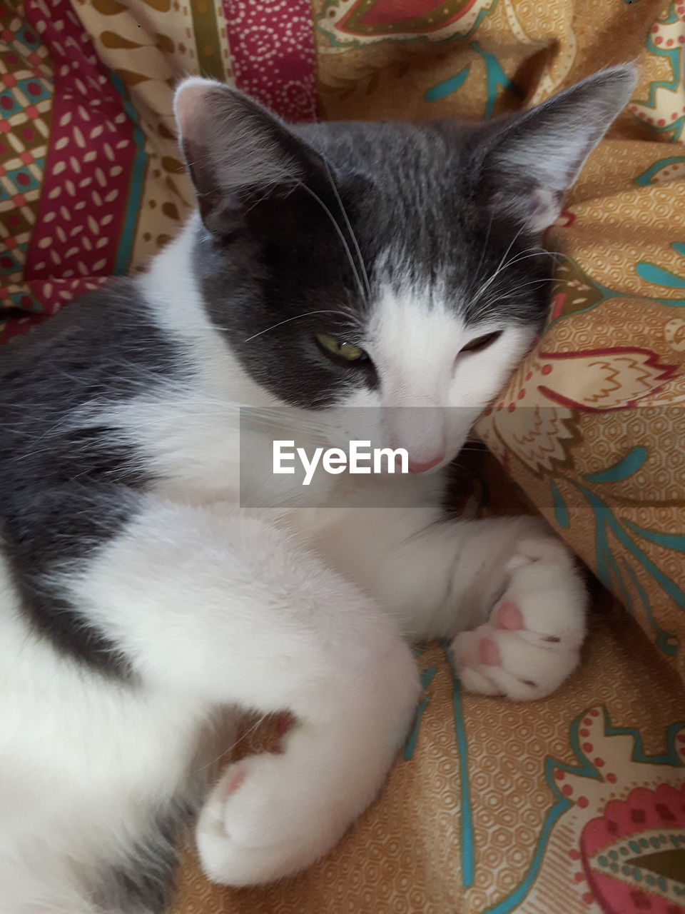 CLOSE-UP OF CAT RELAXING ON BED AT HOME