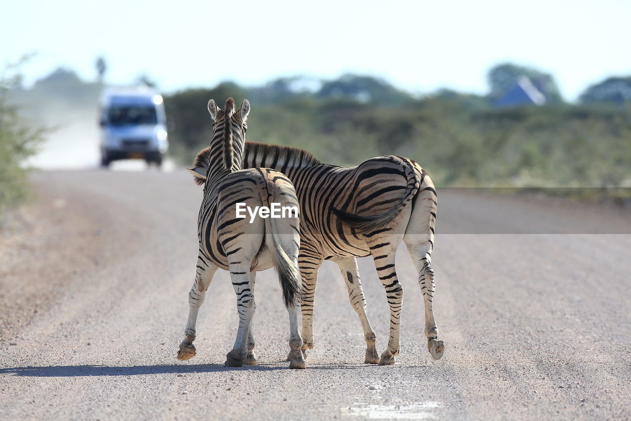 Rear view of zebras on road during safari