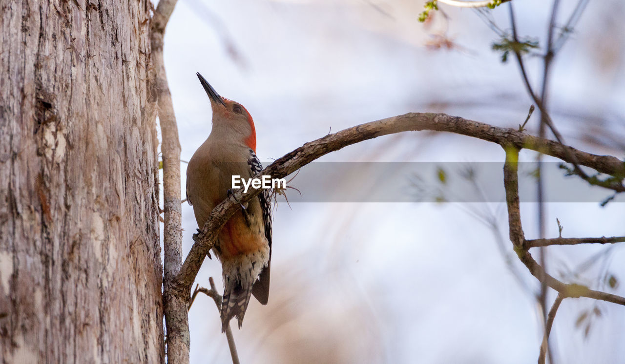 CLOSE-UP OF BIRDS PERCHING ON TREE