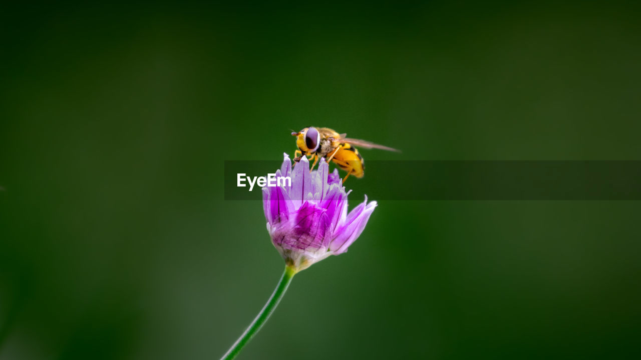 CLOSE-UP OF HONEY BEE ON PURPLE FLOWER