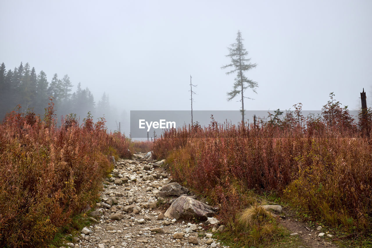 DIRT ROAD AMIDST TREES DURING FOGGY WEATHER