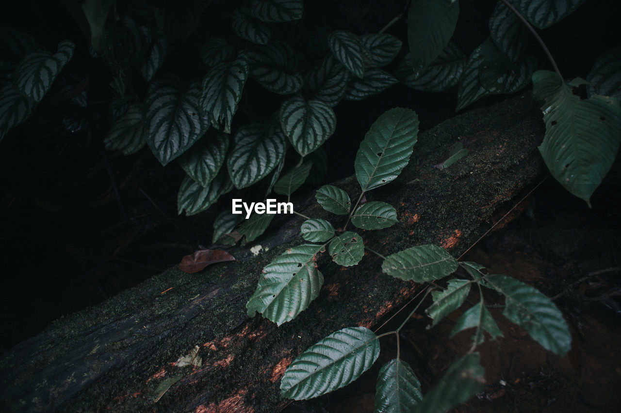 CLOSE-UP OF LEAVES ON PLANT AT NIGHT