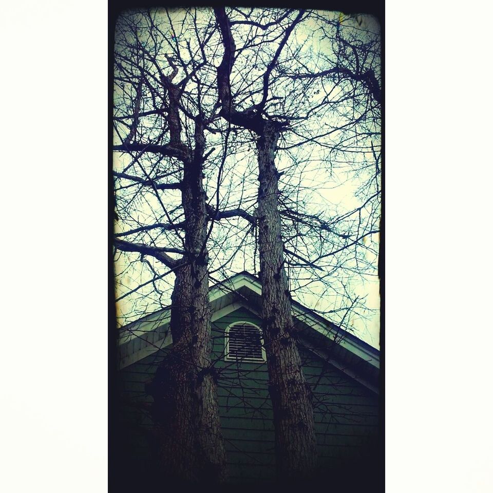 LOW ANGLE VIEW OF CHURCH AND TREES AGAINST SKY