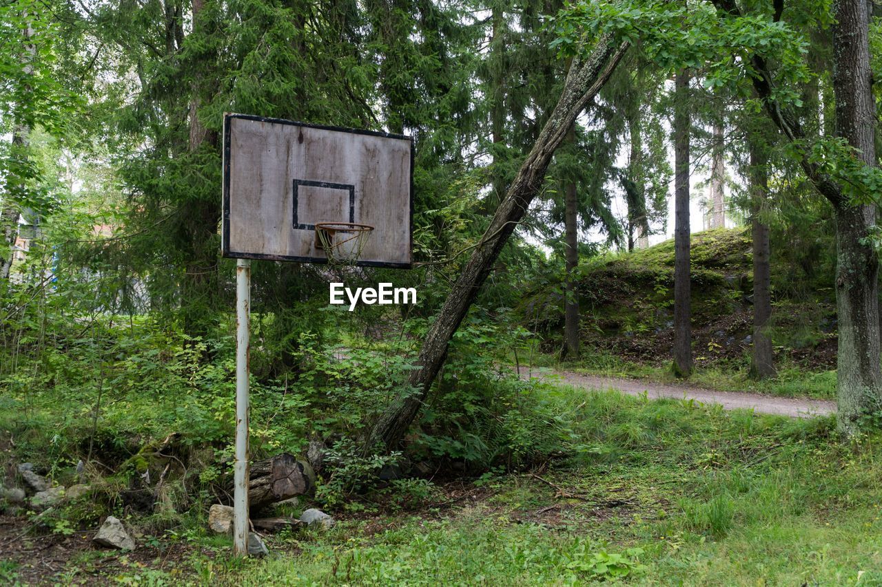 Forest basketball