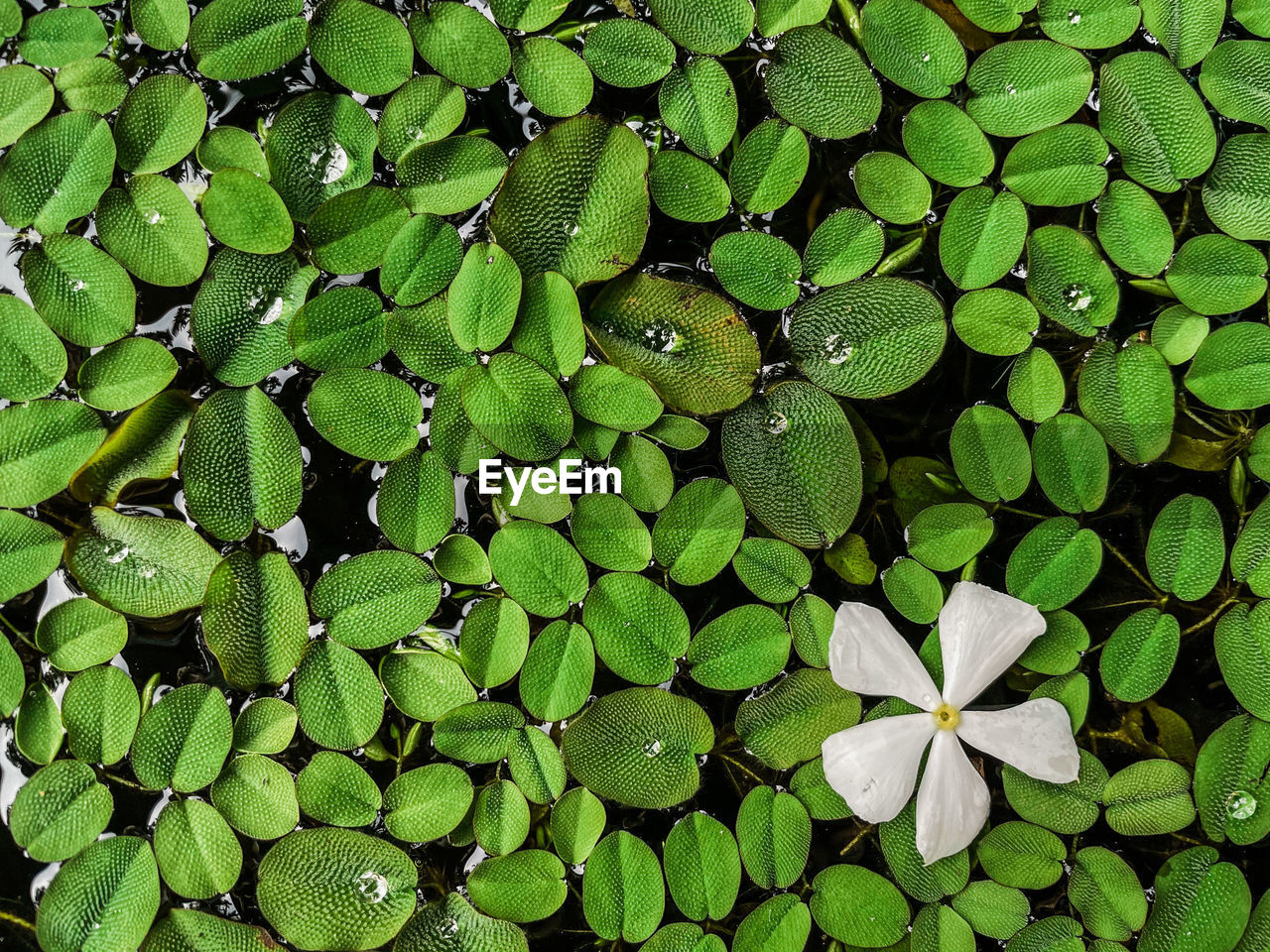 Full frame shot of leaves floating on water