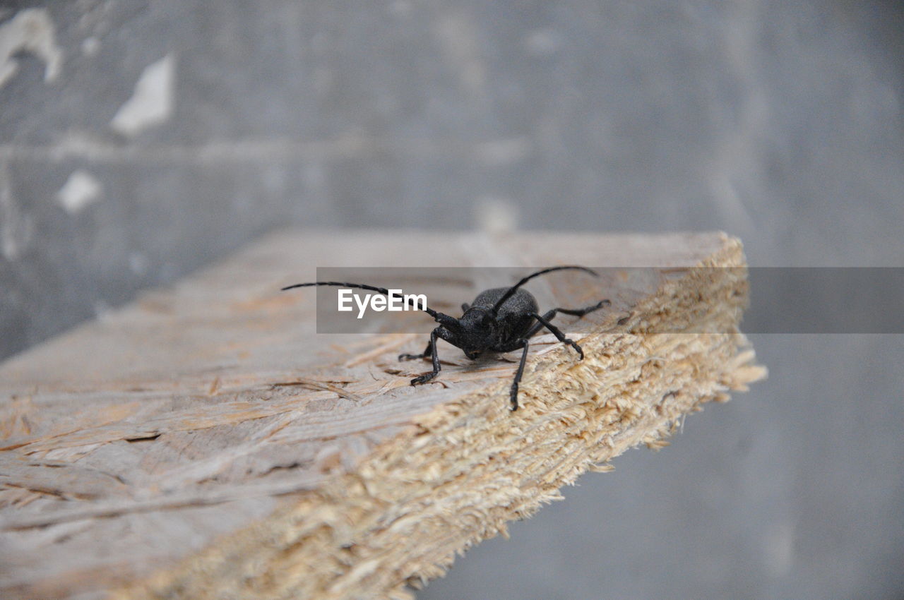 Close-up of housefly