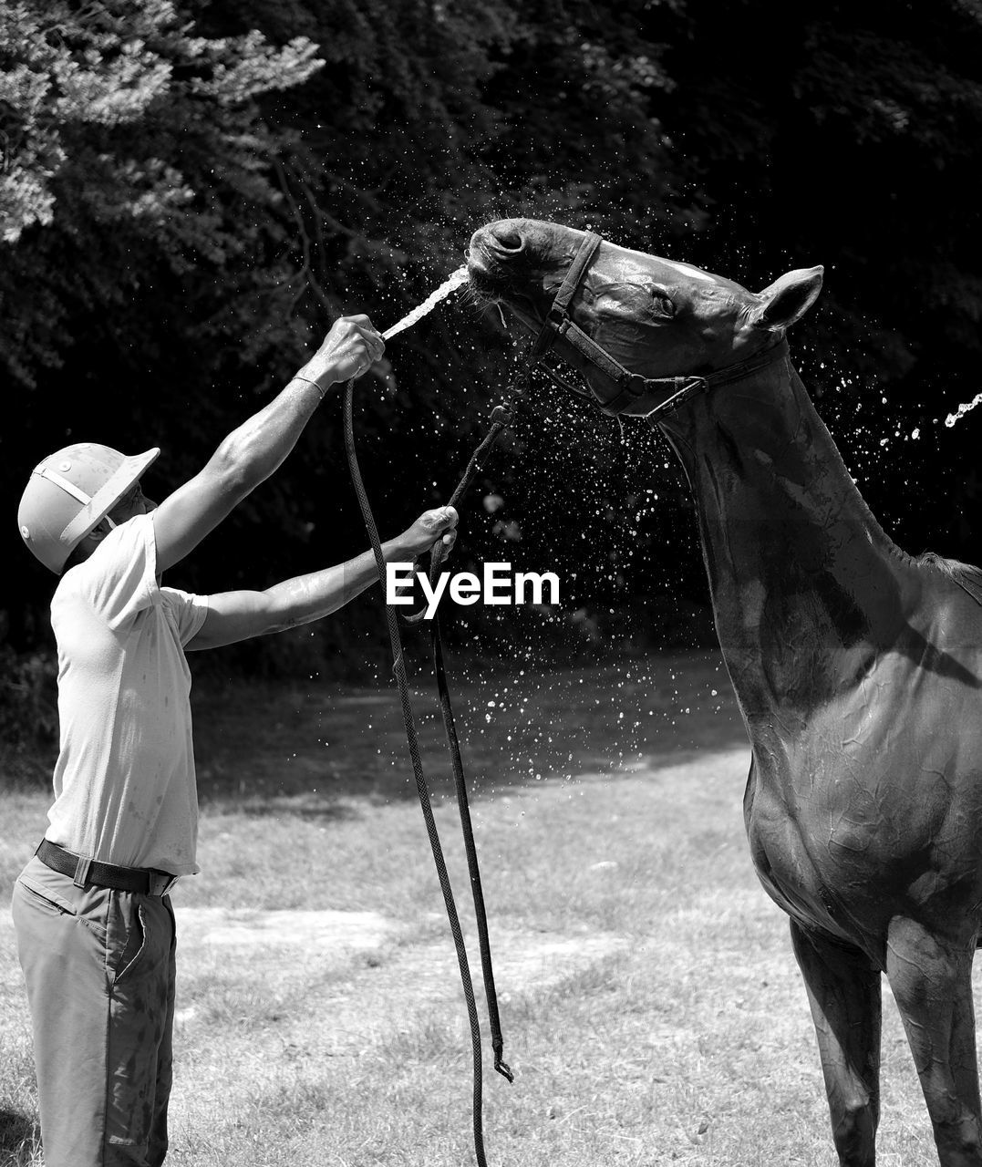 Man bathing horse in ranch