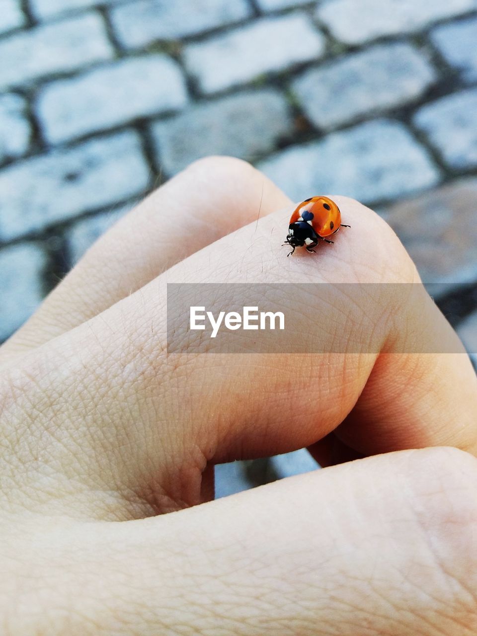 Cropped image of ladybug on hand