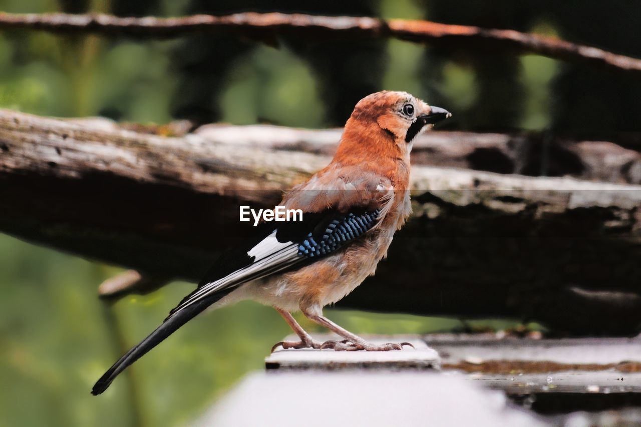 CLOSE-UP OF BIRD PERCHING ON LEAF